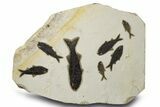 Multiple Fossil Fish (Mioplosus, Knightia & Diplomystus) Plate #306857-4